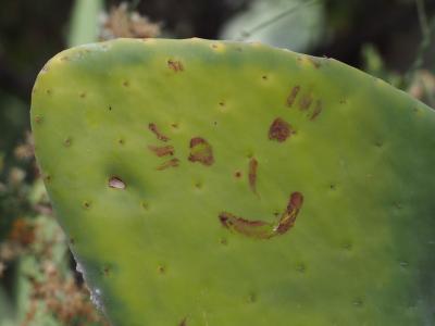 lots of the cactus had white stuff on them which turned out to be mites (Milben). If you Squash them they make a very red Color that the Incas used as a natual lipstick. Someone used them to draw this Smiley.